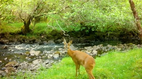 Roe Deer Doe Pauses, Looks at Camera then Walks Onto River Stones, Isle of Skye 스톡 동영상 340521432