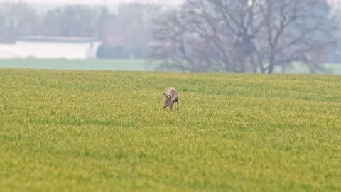 Roe deer doe runs across a meadow in spring Vidéo 258753023