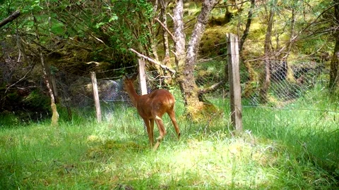 Roe Deer Doe Scratching and Alert Beside Forest Fence, Isle of Skye Stock Footage 340518820