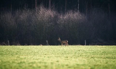 Roe deer doe standing in meadow. Stock Photos