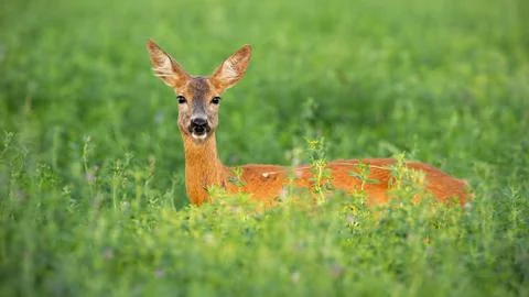 Roe deer doe standing out on clover field in summer Stock Photos