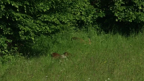 Roe deer doe with two fawns in tall grass Stock Footage 328594591
