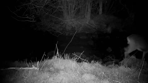 Roe Deer Doe Walking and Stopping to Look at Night, Isle of Skye, Wildlife Stock Footage 194013152