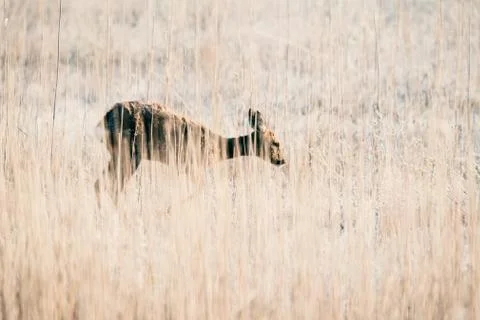 Roe deer doe walking between reed. Stock Photos