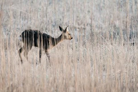 Roe deer doe walking between reed. Foto stock