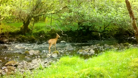 Roe Deer Doe Walking Through Shallow River, Isle of Skye 스톡 동영상 340521496