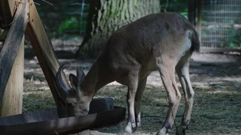 Roe deer drinking. Stock Footage 295783105