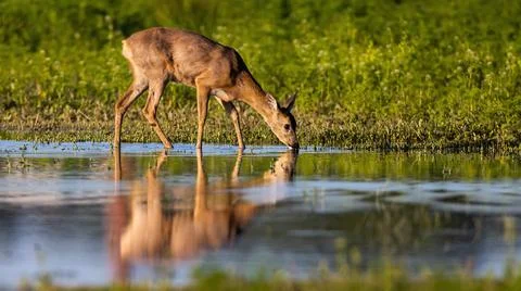 Roe deer drinking from splash with reflection in water Stock Photos