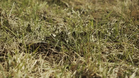 Roe deer droppings pile in the field 4K sliding footage Stock Footage 154514405