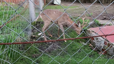 Roe deer eat grass. Roe deer in the reserve. Stock Footage 194414502
