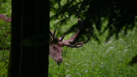 Roe deer eating fresh grass in the nature Stock Footage 158372543