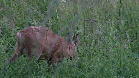 Roe Deer Eating Grass Stock Footage 215811230