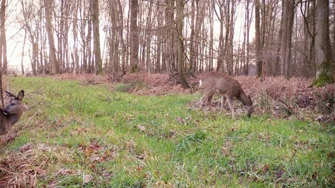 Roe deer eating grass on forest path. Stock Footage 86235303