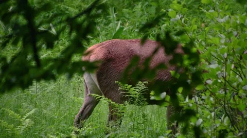 Roe deer eating grass in the forest. Wild red deer in nature Stock Footage 155414374