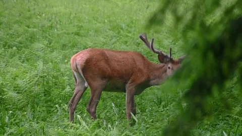 Roe deer eating grass in the forest. Wild red deer in nature Stock Footage 155414391