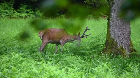 Roe deer eating grass in the forest. Wild red deer in nature Stock Footage 155749443