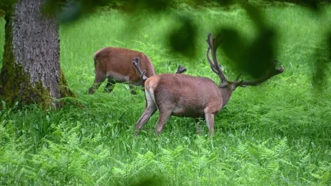 Roe deer eating grass in the forest. Wild red deer in nature Stock Footage 155749482