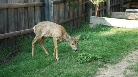 Roe deer eating plants Stock Footage 96702157