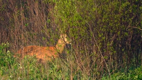 A roe deer eats bush leaves. Wildlife. Stock Footage 338120391