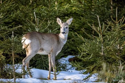 Roe deer eats grass under snow in spruce forest, Capreolus capreolus. Wild ro Foto stock