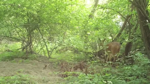 Roe deer eats leaves in the clearing Stock Footage 267553794