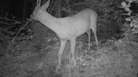 Roe deer eats leaves at night in the forest in spring Stock Footage 267589399