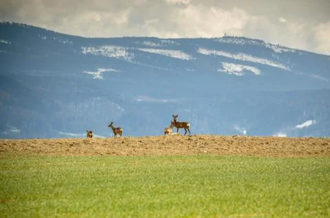 Roe deer on the edge of the forest, in the background of the mountains. Photos