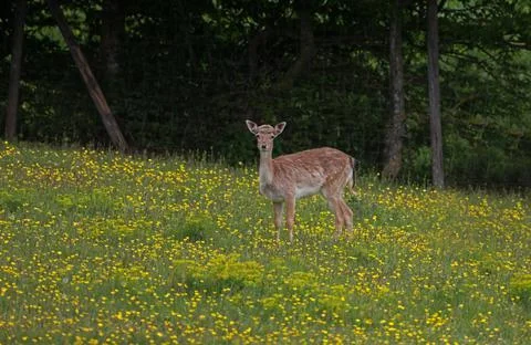 Roe deer at the edge of the forest Foto stock