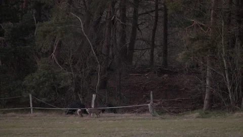 Roe deer emerging from pine forest onto meadow at dusk. 4K 60fps. Vídeos de archivo 334122741
