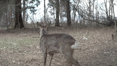 Roe deer in enclosure Video stock 80789934