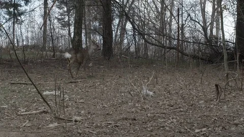 Roe deer in enclosure, wide shot Video stock 80790574