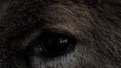 Roe deer eye, detail Stock Footage
