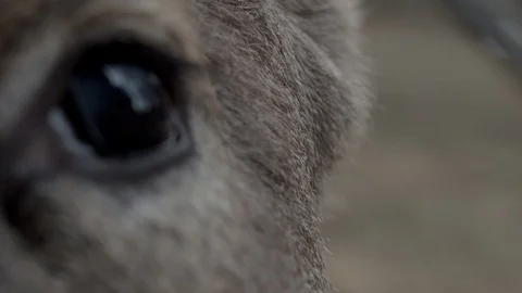 Roe deer eye Video stock 98943265