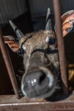 Roe deer on a farm in a corral pulling its muzzle Foto stock
