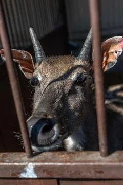 Roe deer on a farm in a corral pulling its muzzle Stock Photos