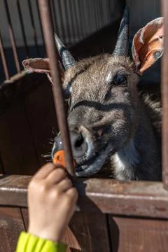 Roe deer on a farm in a corral pulling its muzzle Foto stock