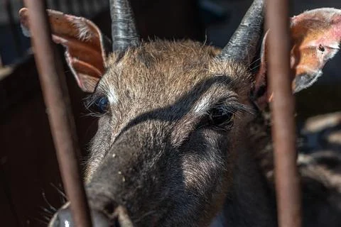 Roe deer on a farm in a corral pulling its muzzle Stock-Fotos