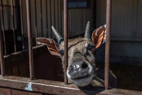 Roe deer on a farm in a corral pulling its muzzle Foto stock