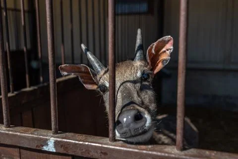 Roe deer on a farm in a corral pulling its muzzle Stock Photos