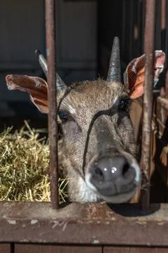 Roe deer on a farm in a corral pulling its muzzle Stock Photos