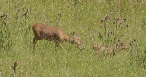 Roe deer with fawn in grass, Dorset, UK Video stock 144258564