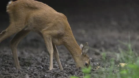 Roe deer feeding and getting scared Stock Footage 138484194