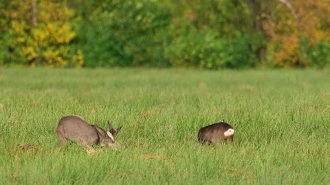 Roe Deer feeding in a field during autumn Stock Footage 344394893