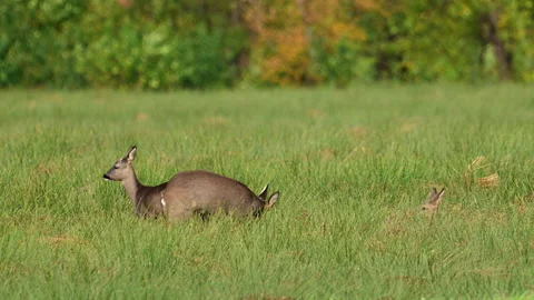 Roe Deer feeding in a field during autumn Stock Footage 344395429
