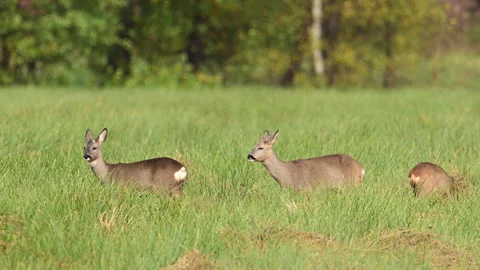 Roe Deer feeding in a field during autumn Stock Footage 344395765