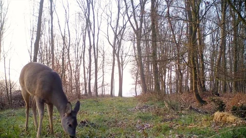 Roe deer feeding on forest path near trailcam. Stock Footage 86465405