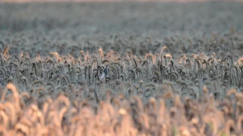 Roe deer female standing in corn field looking for food in the morning Stock Footage 185557183