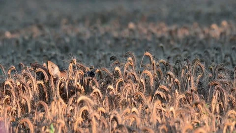 Roe deer female standing in corn field looking for food in the morning Stock Footage 185557747