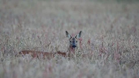 Roe deer female stands in the corn field and looks attentively Stock Footage 217970013