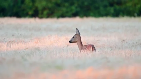Roe deer female stands in the corn field and looks attentively Stock Footage 217974158